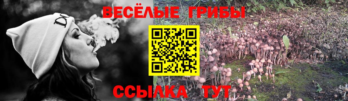 Галлюциногенные грибы Magic Shrooms  Вход с VPN  Псилоцибиновые грибы GOLDEN TEACHER  Железногорск 