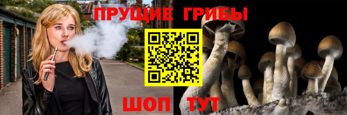 Галлюциногенные грибы Psilocybe Железногорск